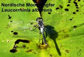 Leucorrhinia albifrons Nordische Moosjungfer male