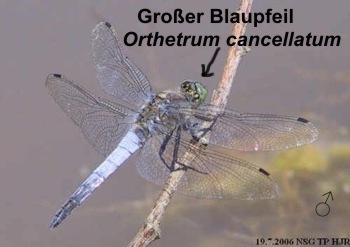 Orthetrum cancellatum Großer Blaupfeil male