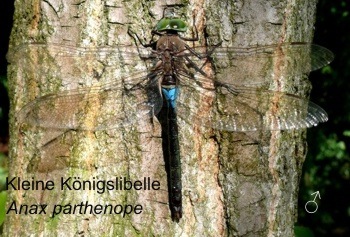 Anax parthenope Kleine Knigslibelle male