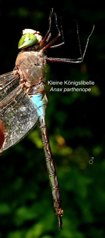 Anax parthenope Kleine Königslibelle male