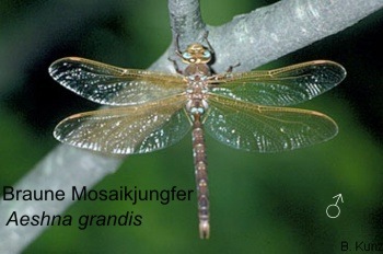 Aeshna grandis Braune Mosaikjungfer male