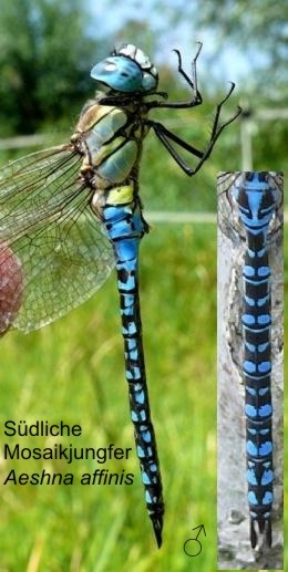 Aeshna affinis Südliche Mosaikjungfer male, length 57-66 mm