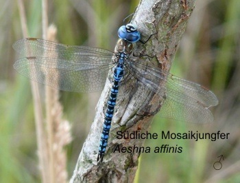 Aeshna affinis Südliche Mosaikjungfer male
