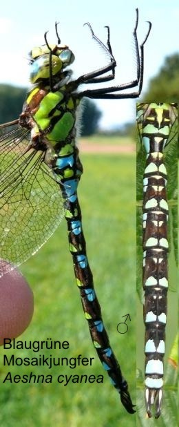 Aeshna cyanea Blaugrüne Mosaikjungfer male, length 67-76 mm, single abdomen of a young male