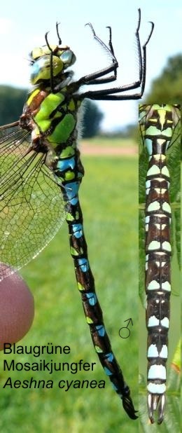 Aeshna cyanea Blaugrne Mosaikjungfer male, length 67-76 mm, single abdomen of a young male