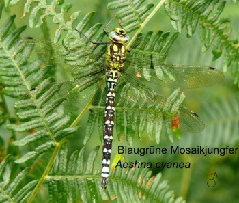 Aeshna cyanea Blaugrüne Mosaikjungfer young male