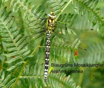 Aeshna cyanea Blaugrne Mosaikjungfer young male