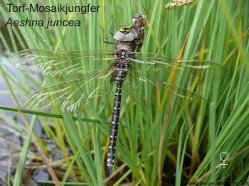 Aeshna juncea Torf-Mosaikjungfer young female