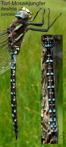 Aeshna juncea Torf-Mosaikjungfer male, length 65-80 mm