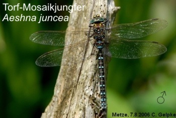 Aeshna juncea Torf-Mosaikjungfer male