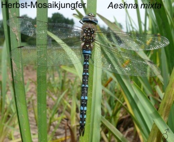 Aeshna mixta Herbst-Mosaikjungfer male 