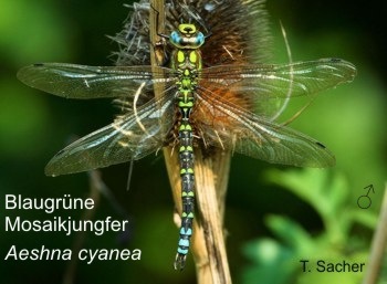 Aeshna cyanea Blaugrüne Mosaikjungfer