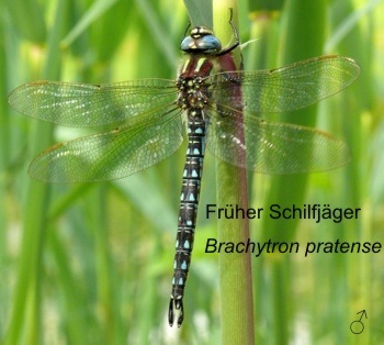 Brachytron pratense Frher Schilfjger male