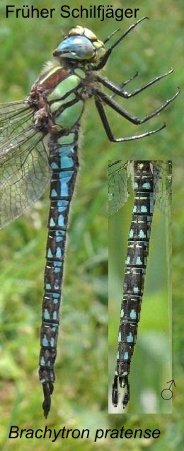 Brachytron pratense Früher Schilfjäger male, length 54-63 mm