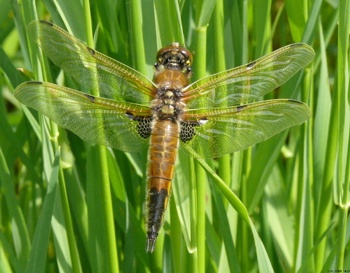 Libellula quadrimaculata Vierfleck fresh female