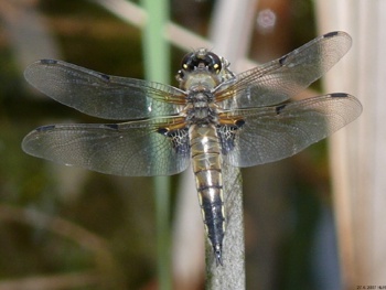 Libellula quadrimaculata Vierfleck male