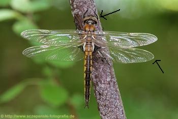 Epitheca bimaculata Zweifleck male