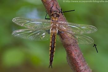 Epitheca bimaculata Zweifleck female