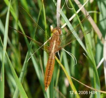 Crocothemis erythraea fresh male