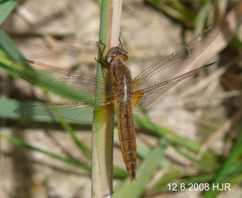 Crocothemis erythraea female