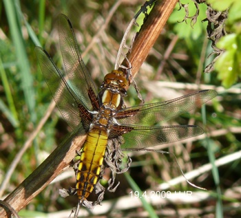 Libellula depressa Plattbauch fresh male