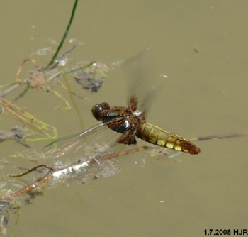 Libellula depressa Plattbauch female