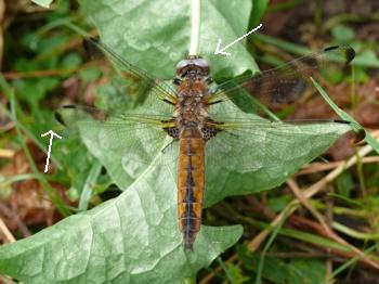 Libellula fulva Spitzenfleck female