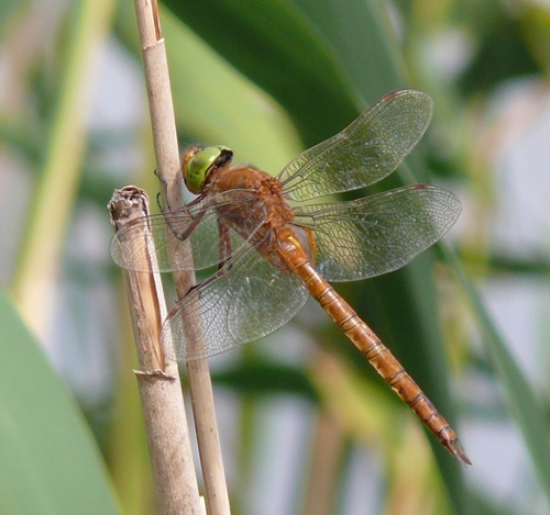 Aeshna isoceles Keilflecklibelle male