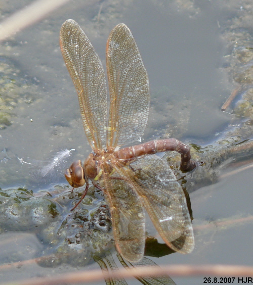 Aeshna grandis Braune Mosaikjungfer male