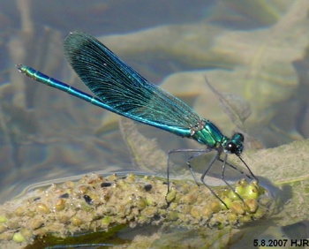 Calopteryx splendens Gebnderte Prachtlibelle