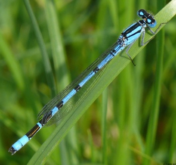 Enallagma cyathigerum Becherjungfer