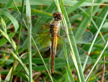 Sympetrum flaveolum Gefleckte Heidelibelle female