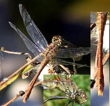 Sympetrum sanguineum Blutrote Heidelibelle old female