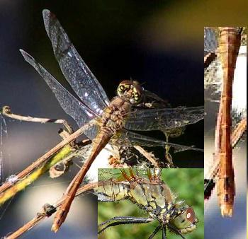 Sympetrum sanguineum Blutrote Heidelibelle female