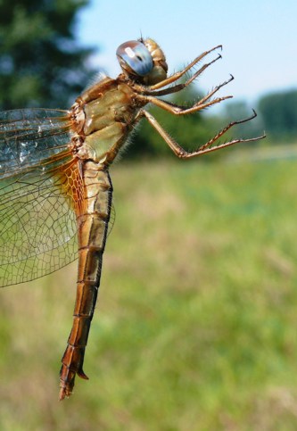 Feuerlibelle Crocothemis erythraea female