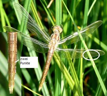 Orthetrum Brunneum Südlicher Blaupfeil fresh male