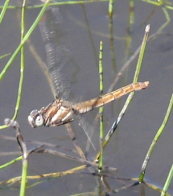 Orthetrum Brunneum Sdlicher Blaupfeil female