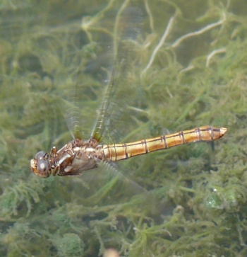 Orthetrum coerulescens Kleiner Blaupfeil female