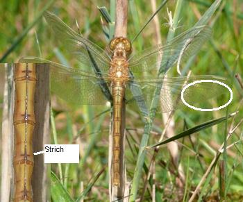 Orthetrum coerulescens Kleiner Blaupfeil fresh female