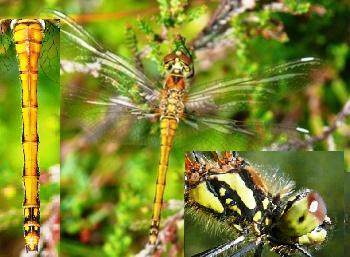 Sympetrum danae Schwarze Heidelibelle fresh femal