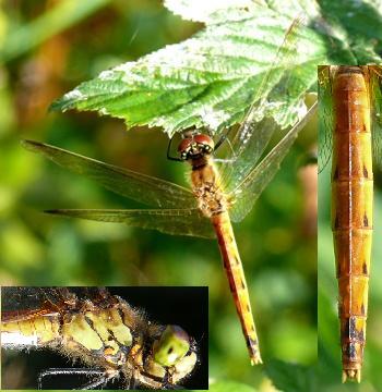 Sympetrum depressiusculum Sumpfheidelibelle female