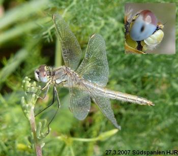 Sympetrum fonscolombii Frühe Heidelibelle female