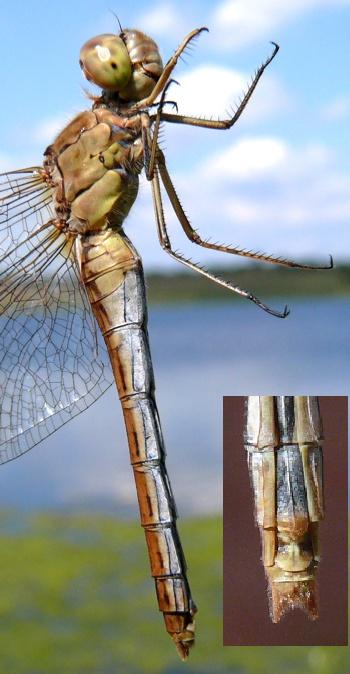 Sympetrum meridionale female
