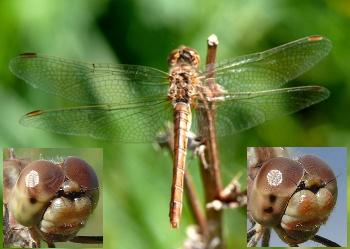 Sympetrum meridionale Südliche Heidelibelle female