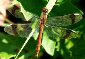 Sympetrum pedemontanum Gebnderte Heidelibelle female