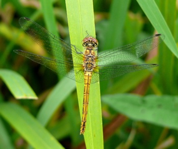 Sympetrum sanguineum Blutrote Heidelibelle fresh female