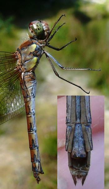 Sympetrum striolatum Große Heidelibelle female
