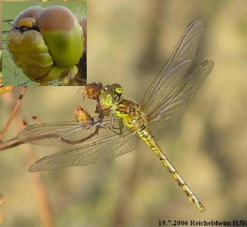 Sympetrum striolatum Groe Heidelibelle fresh female