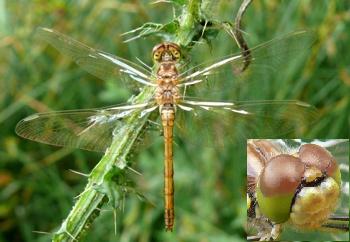 Sympetrum vulgatum Gemeine Heidelibelle fresh female