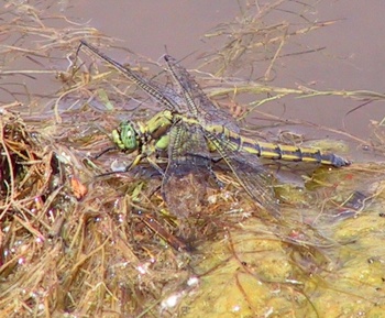 Orthetrum cancellatum Großer Blaupfeil female